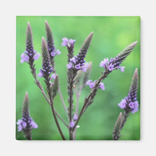 Paarse Vervain Wildflower Flower Magnet (Voorkant)
