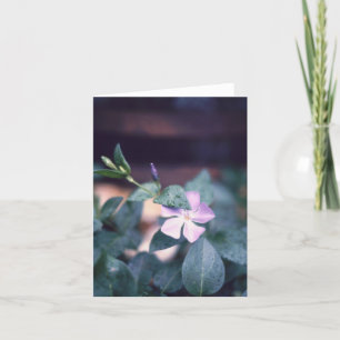 Paarse Vinca Flower Notecard Kaart