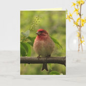Paarse vink verjaardag kaart (Gele Bloem)