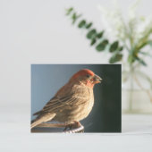 Paarse vink vogel foto Briefkaart (Staand voorkant)