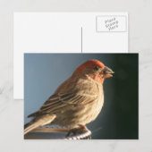 Paarse vink vogel foto Briefkaart (Voorkant / Achterkant)