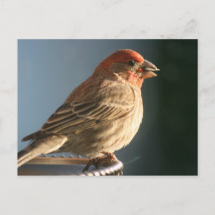 Paarse vink vogel foto Briefkaart