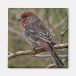 paarse vinkmagneet magneet