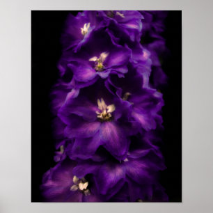 Paarse Vintage Delphinium Poster