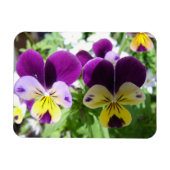 Paarse Viola Pansy  Bloemkaart Magneet (Horizontaal)