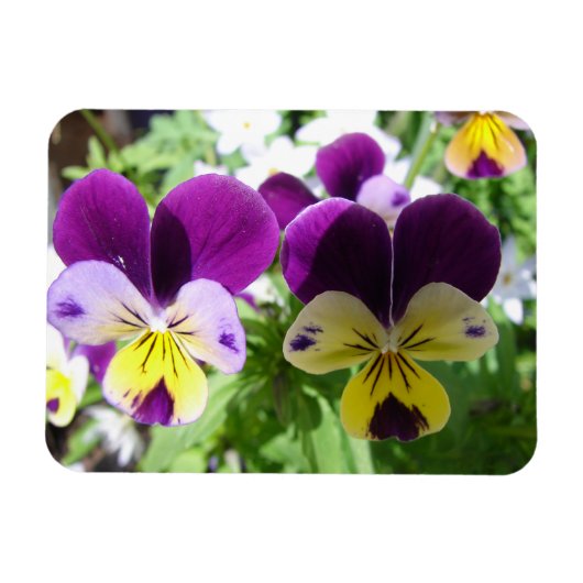 Paarse Viola Pansy Bloemkaart Magneet (Horizontaal)