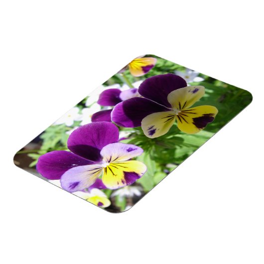 Paarse Viola Pansy  Bloemkaart Magneet (Linkerzijde)