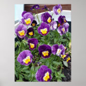 Paarse Viola Violas Bloementuin Poster (Voorkant)
