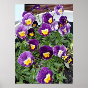 Paarse Viola Violas Bloementuin Poster