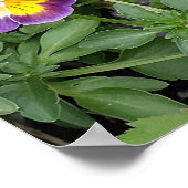 Paarse Viola Violas Bloementuin Poster (Hoek)