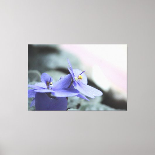 Paarse Violet Bloemdoek Canvas Afdruk (Voorkant)