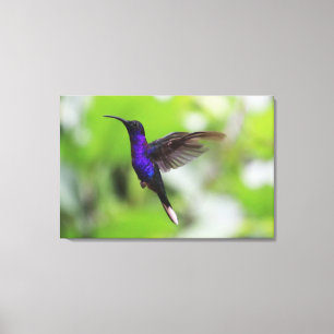 Paarse Violet Sabelvleugel Kolibrie Canvas Foto Afdruk