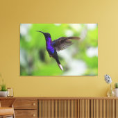 Paarse Violet Sabrewing kolibrie Canvas Foto (Insitu (Woonkamer))