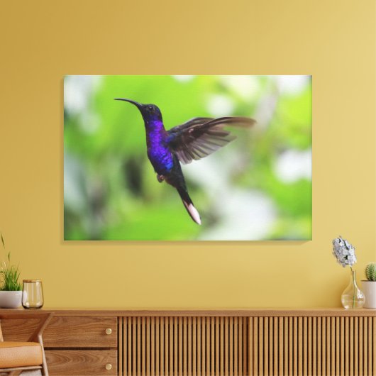 Paarse Violet Sabrewing kolibrie Canvas Foto (Insitu (Woonkamer))