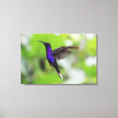 Paarse Violet Sabrewing kolibrie Canvas Foto (Voorkant)