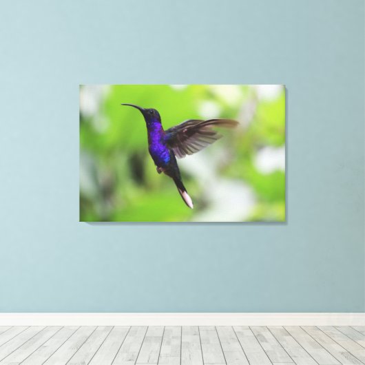 Paarse Violet Sabrewing kolibrie Canvas Foto (Insitu (Houten vloer))