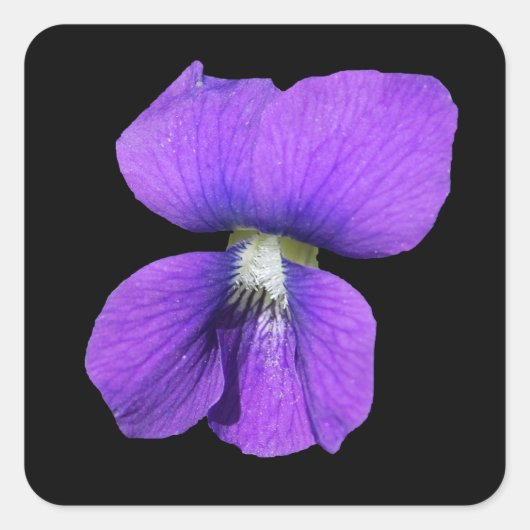 Paarse Violet sticker (Voorkant)