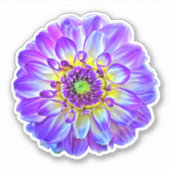 Paarse Violet Tips Dinner Bord Dahlia Pinnata Sticker (Voorkant)
