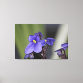 Paarse violette bloem bloeit canvas afdruk