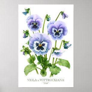Paarse Viooltjes Botanische Kunstprint Poster