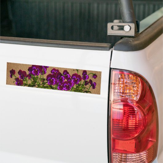Paarse Viooltjes op Oud Document Bloemen Bumpersticker (Op Truck)