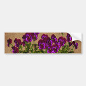 Paarse Viooltjes op Oud Document Bloemen Bumpersticker (Voorkant)