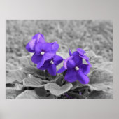Paarse Viooltjes, Poster (Voorkant)