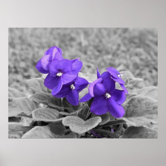 Paarse Viooltjes, Poster (Voorkant)