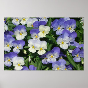 Paarse Viooltjes Tuin Bloemen Poster