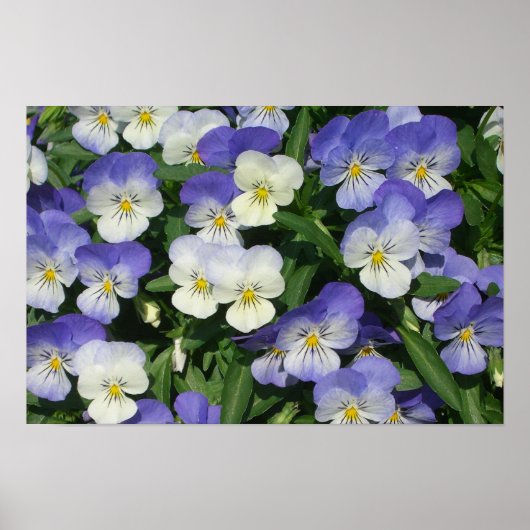 Paarse Viooltjes Tuin Bloemen Poster (Voorkant)