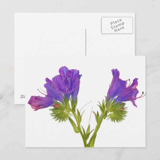 Paarse vipers (echium plantagineum) briefkaart (Voorkant / Achterkant)