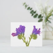 Paarse vipers (echium plantagineum) briefkaart (Staand voorkant)
