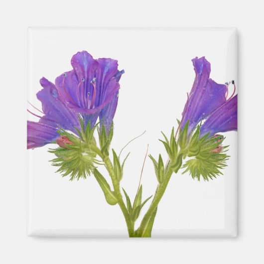 Paarse vipers (echium plantagineum) magneet (Voorkant)
