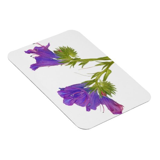Paarse vipers (echium plantagineum) magneet (Rechterzijde)