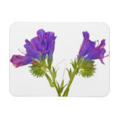 Paarse vipers (echium plantagineum) magneet (Horizontaal)