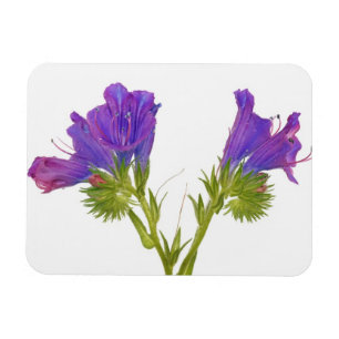 Paarse vipers (echium plantagineum) magneet
