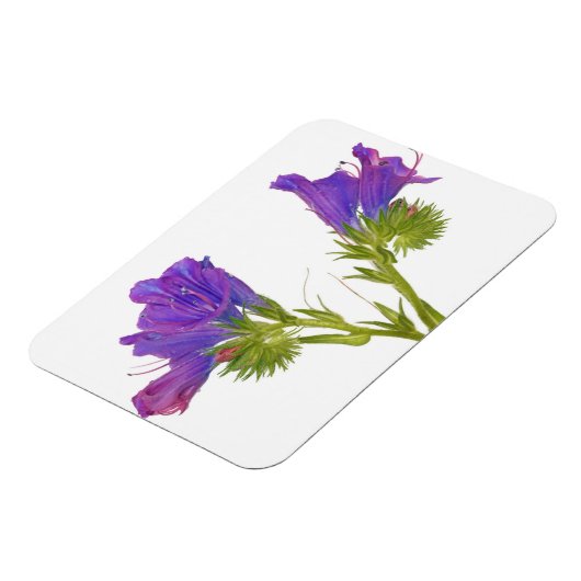 Paarse vipers (echium plantagineum) magneet (Linkerzijde)