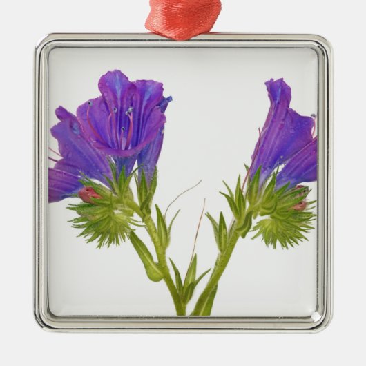 Paarse vipers (echium plantagineum) metalen ornament (Voorkant)