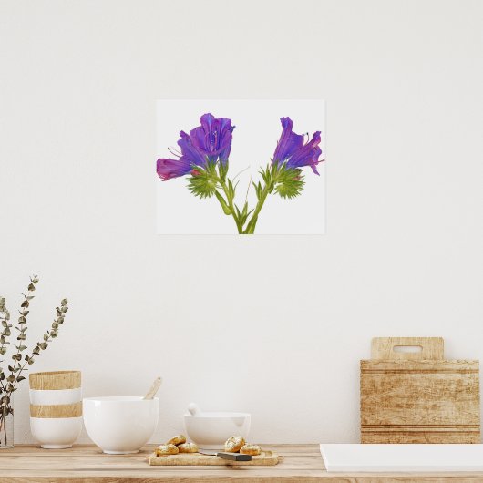 Paarse vipers (echium plantagineum) poster (Keuken)