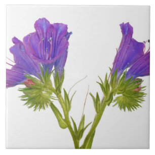 Paarse vipers (echium plantagineum) tegeltje