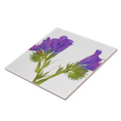 Paarse vipers (echium plantagineum) tegeltje (Zijkant)