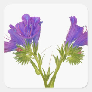 Paarse vipers (echium plantagineum) vierkante sticker