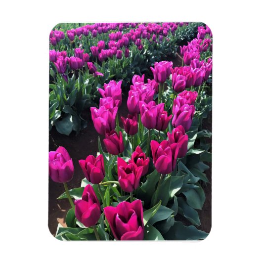 Paarse vlaggetulpen, Oregon Magneet (Verticaal)