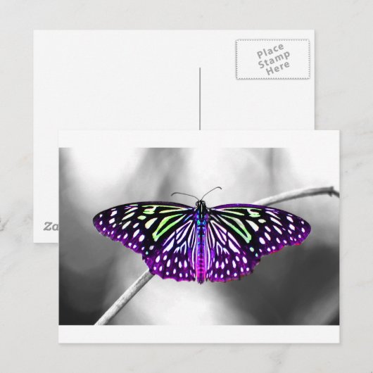 Paarse vlinder briefkaart (Voorkant / Achterkant)