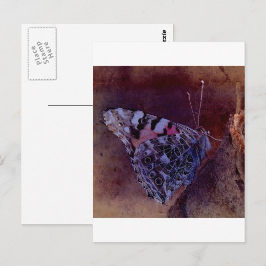 Paarse vlinder briefkaart (Voorkant / Achterkant)
