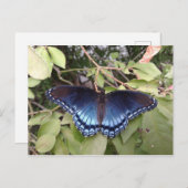 Paarse vlinder met rode vlekken, Ohio Briefkaart (Voorkant / Achterkant)
