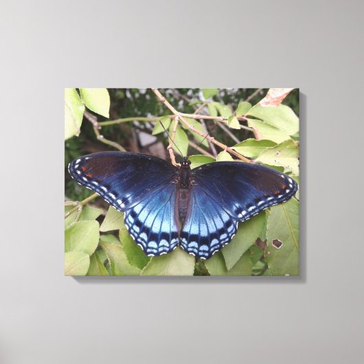 Paarse vlinder met rode vlekken, Ohio Canvas Afdruk (Voorkant)