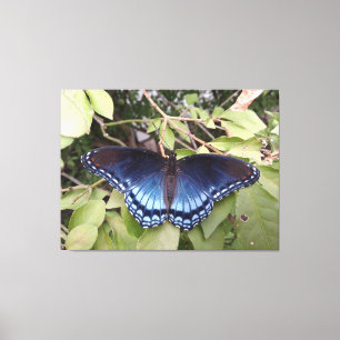 Paarse vlinder met rode vlekken, Ohio Canvas Afdruk