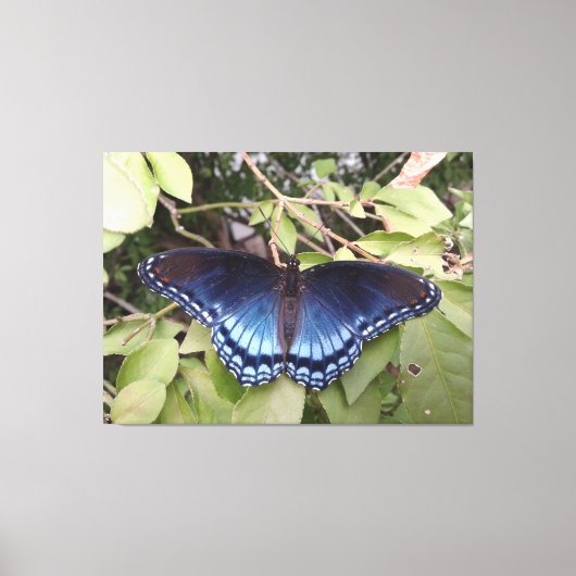 Paarse vlinder met rode vlekken, Ohio Canvas Afdruk (Voorkant)