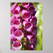 Paarse vossenhandschoen poster (Voorkant)